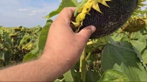 Гибрид подсолнечника компании Завагро Валентина