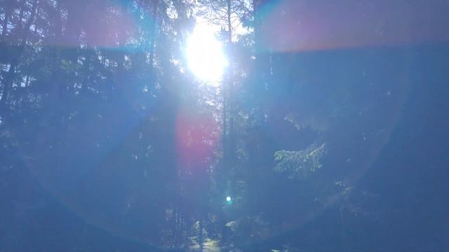 ASMR кукует кукушка ранним утром в лесу смотреть онлайн