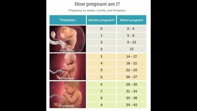First 3 months of pregnancy in Tamil | first month of pregnancy | Second month of pregnancy in Tami смотреть онлайн