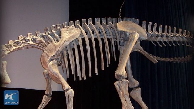 Freaky new dinosaur: part duck, part raptor? смотреть онлайн