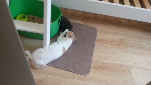 Кошка вылизывает зайца