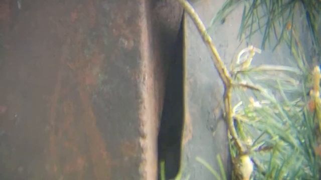 Azure tit nesting in safe Belarus 07 05 2017 by DzVincheuski смотреть онлайн