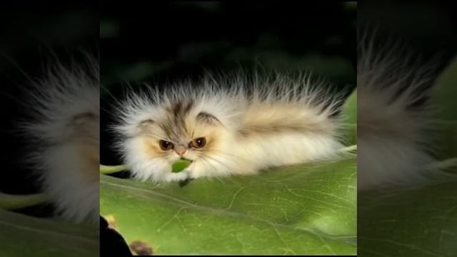 гусеница котик😉 смотреть онлайн