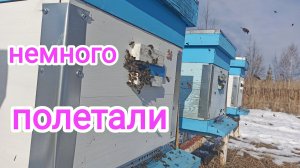 Зима закончилась! Что с пчёлами, на пасеке? Пчеловодство!