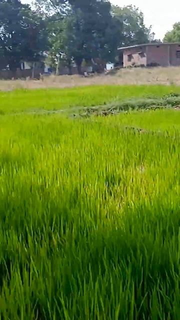 #2023 #trending #india #new #viral #youtubeshorts смотреть онлайн