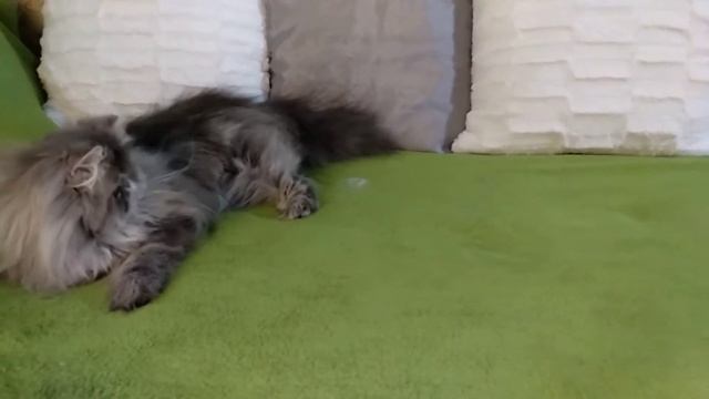 Sapphire (Сапфир)