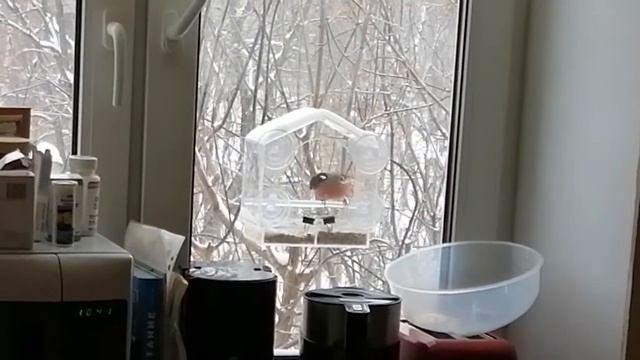 Снегири в гостях