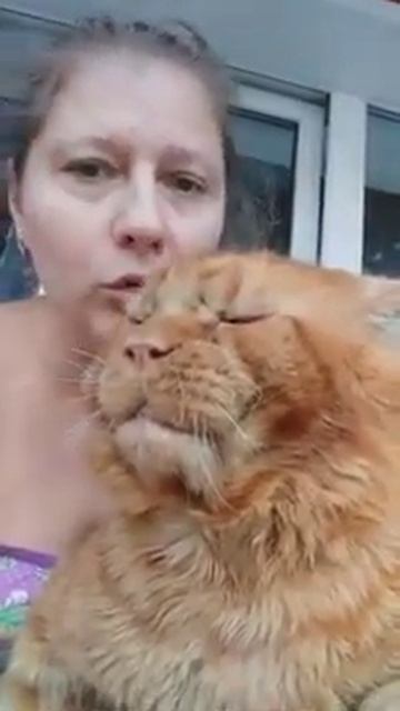 Кот Джокер,мейн кун смотреть онлайн