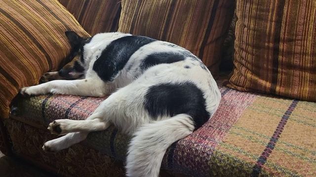Собака Моника. Monica the dog