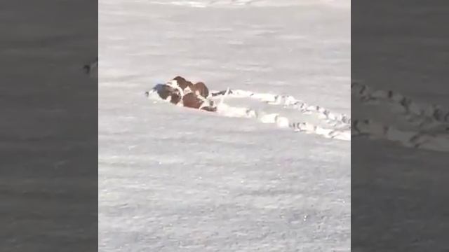 Смелые собаки смотреть онлайн