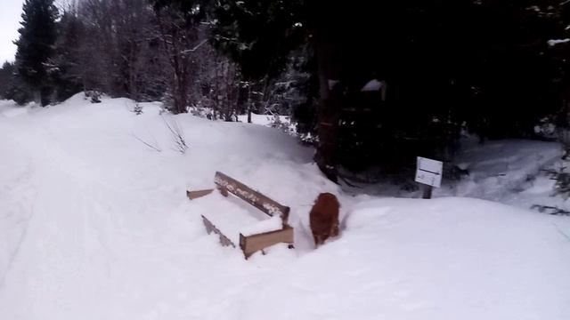 Прогулка по зимнему лесу смотреть онлайн