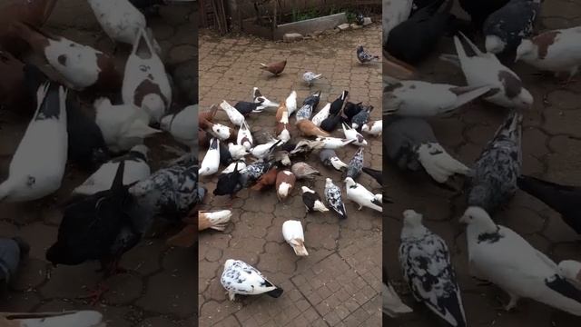 Кормим голубей петрушкой зелёной. смотреть онлайн