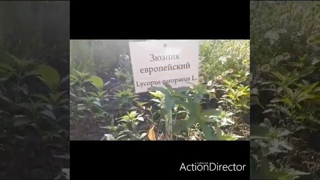Лекарственные травы смотреть онлайн
