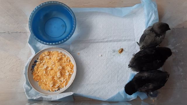 🐣🐤🐥Цыплята #птенчики #природа #животные #птицы