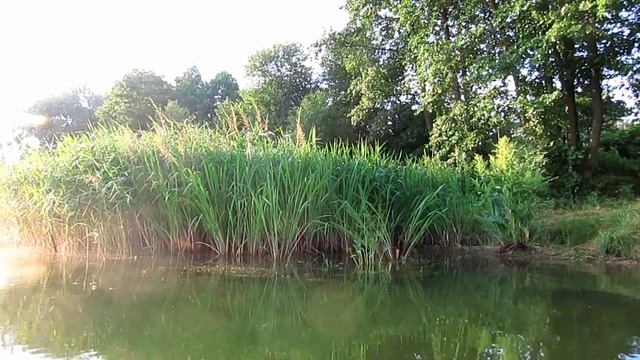 Звуки пение птиц. Просто природа смотреть онлайн