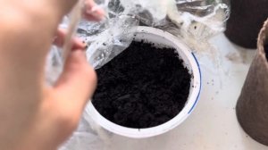 ОГУРЦЫ НА ПОДОКОННИКЕ.Окошко f1 Аэлита.От посадки до плодов.