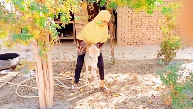 Mini Donkey Riding смотреть онлайн