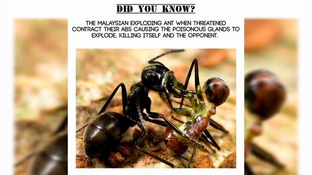 EXPLODİNG ANTS смотреть онлайн