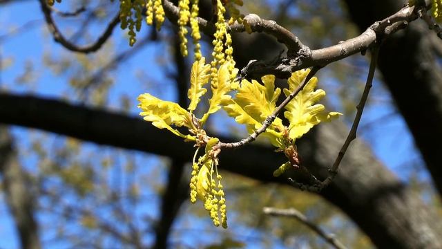 Задубевшая весна смотреть онлайн