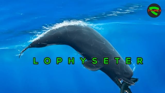 MEGALODON VA UNING 6 ASHADDIY QOTIL RAQIBI // ALBATTA KO'RING ! // [3-PLANETA]