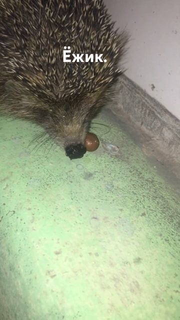 Ёжик не хочет есть.#ёжик #еда смотреть онлайн