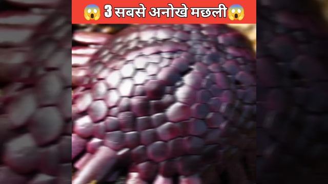 😱दुनिया के 3 सबसे 😱अनोखे मछली ||Intreasting facts. @AnandFacts @FactTechz #shorts #fact_quiz смотреть онлайн