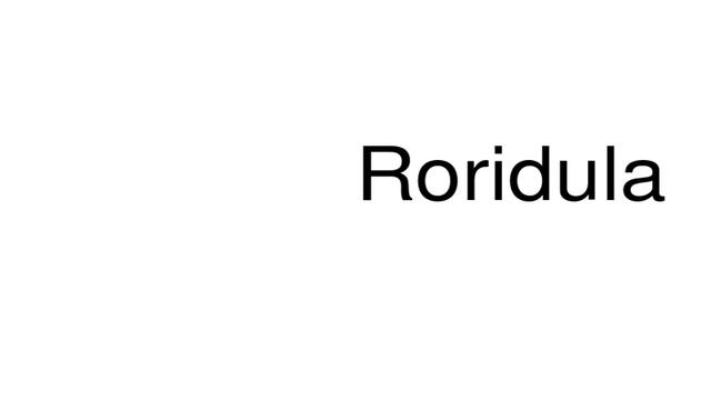How to pronounce Roridula смотреть онлайн