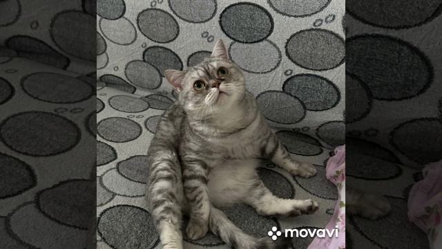 Дуся и Муся смотреть онлайн