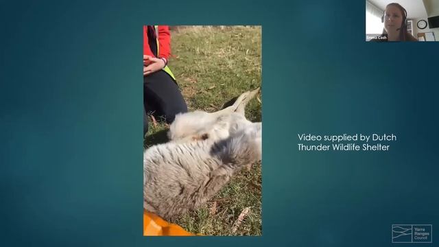 Wildlife Rescue смотреть онлайн