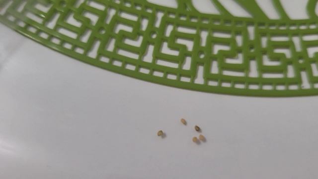 СЕЕМ САНБЕРРИ - ЯГОДУ С ВОЛШЕБНЫМИ СВОЙСТВАМИ! смотреть онлайн