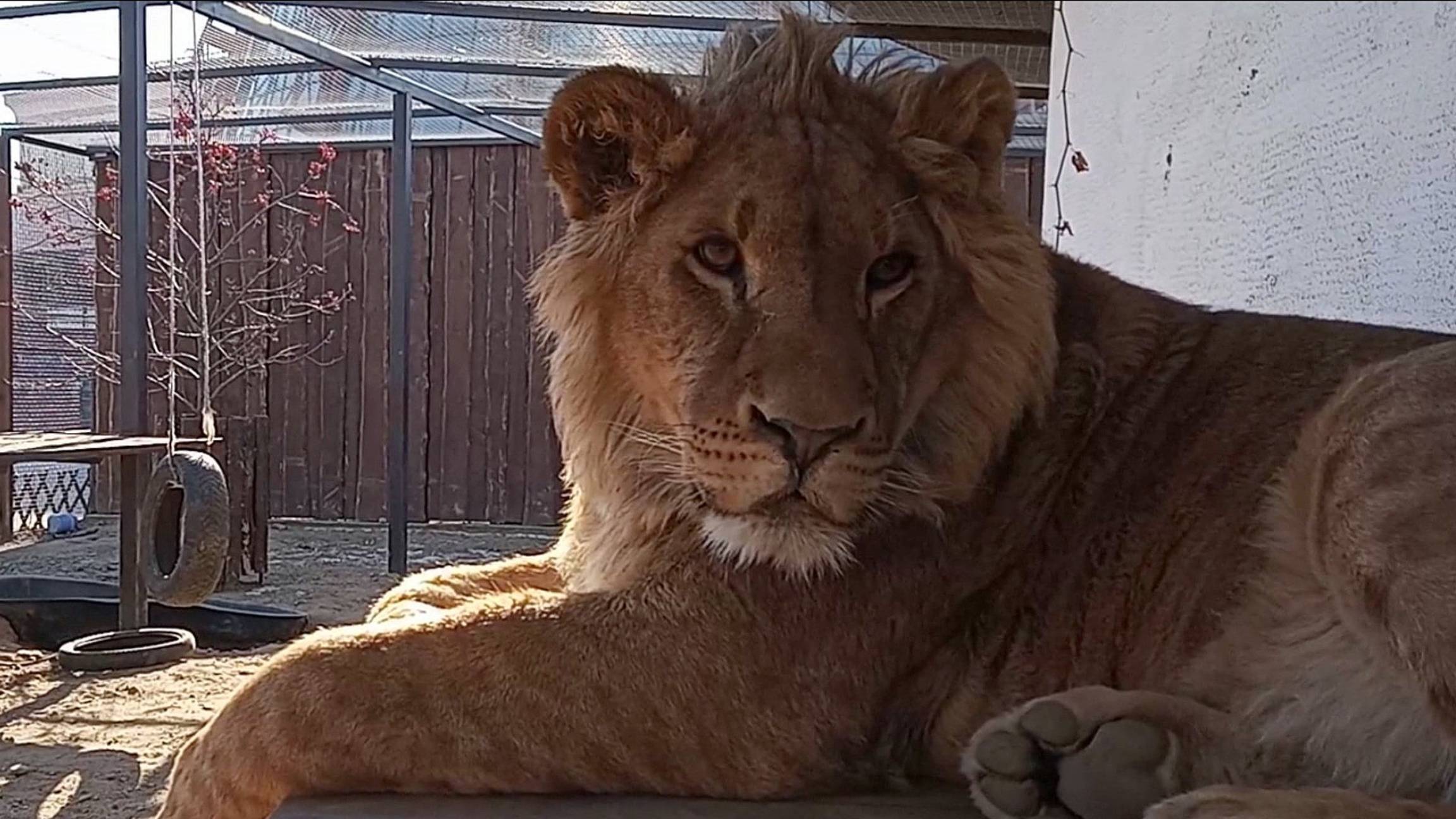 О, Боже, какой мужчина! Невероятно трогательная история, как ШЕРХАН выбрал себе друга. (3 выпуск) смотреть онлайн