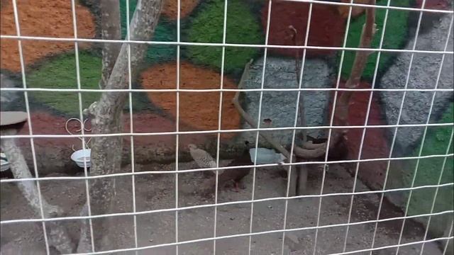 Jalan Jalan Sore di TAMAN HUD HUD Karawang | Banyak Jenis Burung | Rengasdengklok Karawang смотреть онлайн