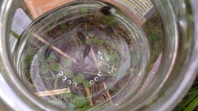 Whirligig Beetles смотреть онлайн