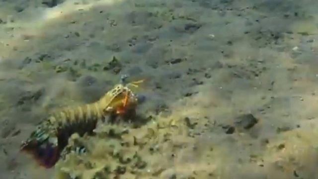 peacock mantis shrimp 🦚 🦐 смотреть онлайн