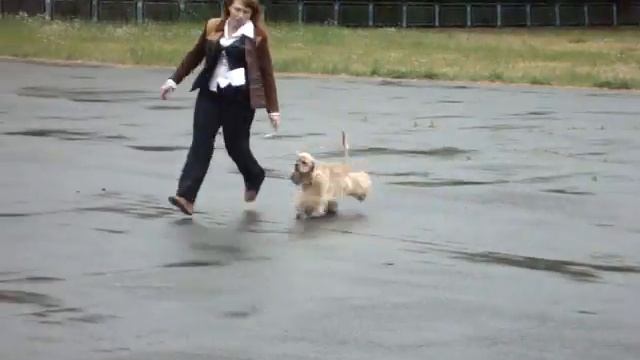 ШФЕ Нуэстро Мачо.MPG смотреть онлайн