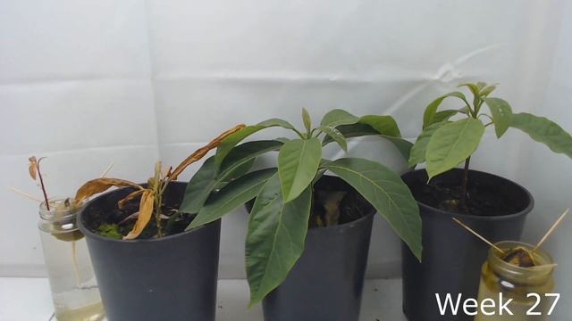 Growing Avocado Trees From Seed - 1 YEAR Timelapse
