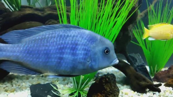 Дельфин голубой- Cyrtocara moorii, Лабидохромис еллоу (Всё своё)