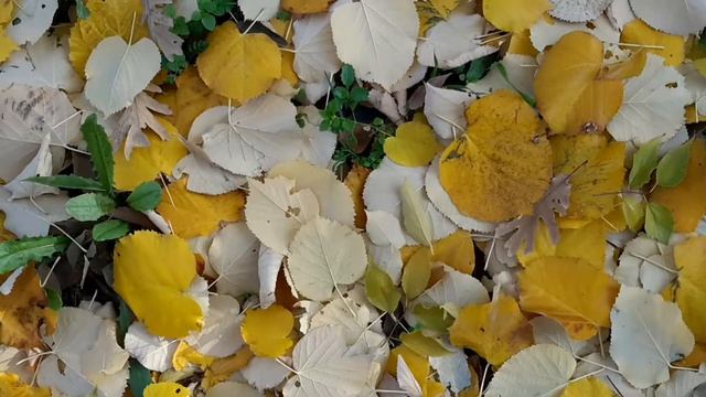 Herbario virtual de La Vera, Extremadura. Parte IX смотреть онлайн