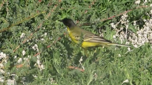 Black-headed Wagtail (Motacilla flava feldegg) - Cyprus смотреть онлайн