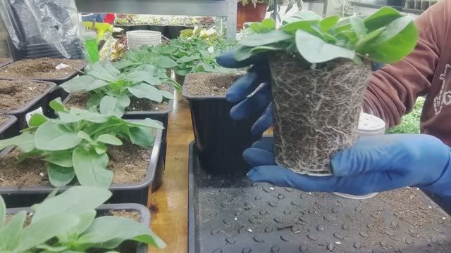 Обязательно сделайте так при перевалке петунии. После этого петуния растет как на дрожжах. смотреть онлайн