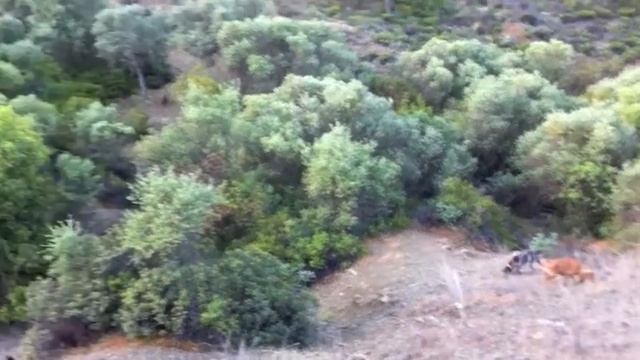 натаска своры смотреть онлайн