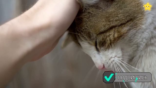 Детские песни - Как говорят животные - мультики для детей смотреть онлайн