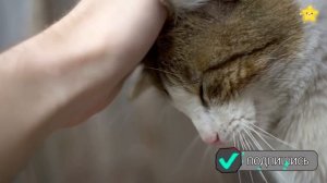 Детские песни - Как говорят животные - мультики для детей