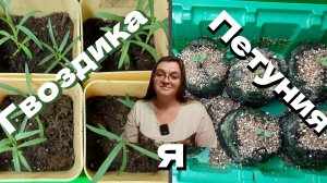 Петуния взошла. Что делать? Пикировка и прищипка гвоздики Шабо