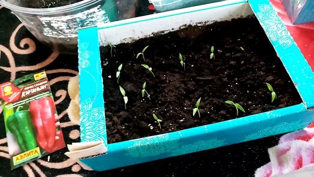 Отлично Взошёл ПЕРЕЦ СЛАДКИЙ сорта "ДАРТАНЬЯН"!!! Крупноплодный!!! 5.3.24г смотреть онлайн