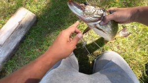 Как самому повесить на кукан щуку! Как повесить щуку на кукан