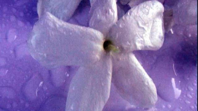 Improvisation : "Parfum de jasmin après la pluie", Daniel Kenigsberg, flûte смотреть онлайн