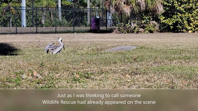 Pelican Rescue ep 40 смотреть онлайн