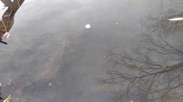 Запускаем рака в пруд смотреть онлайн