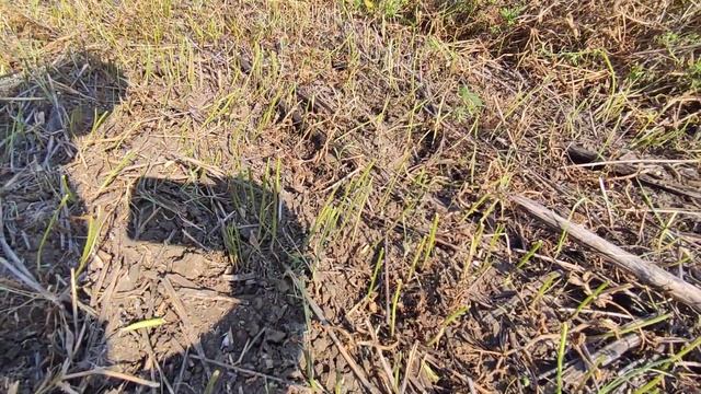 Збирання гороху ,гіркий досвід😧